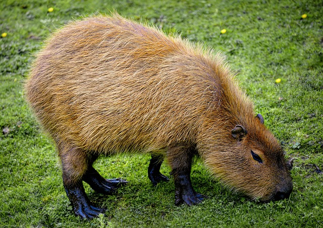 What is Capybara? Discovering the World's Largest Rodent