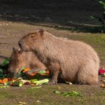 Do Capybaras Make Good Pets?