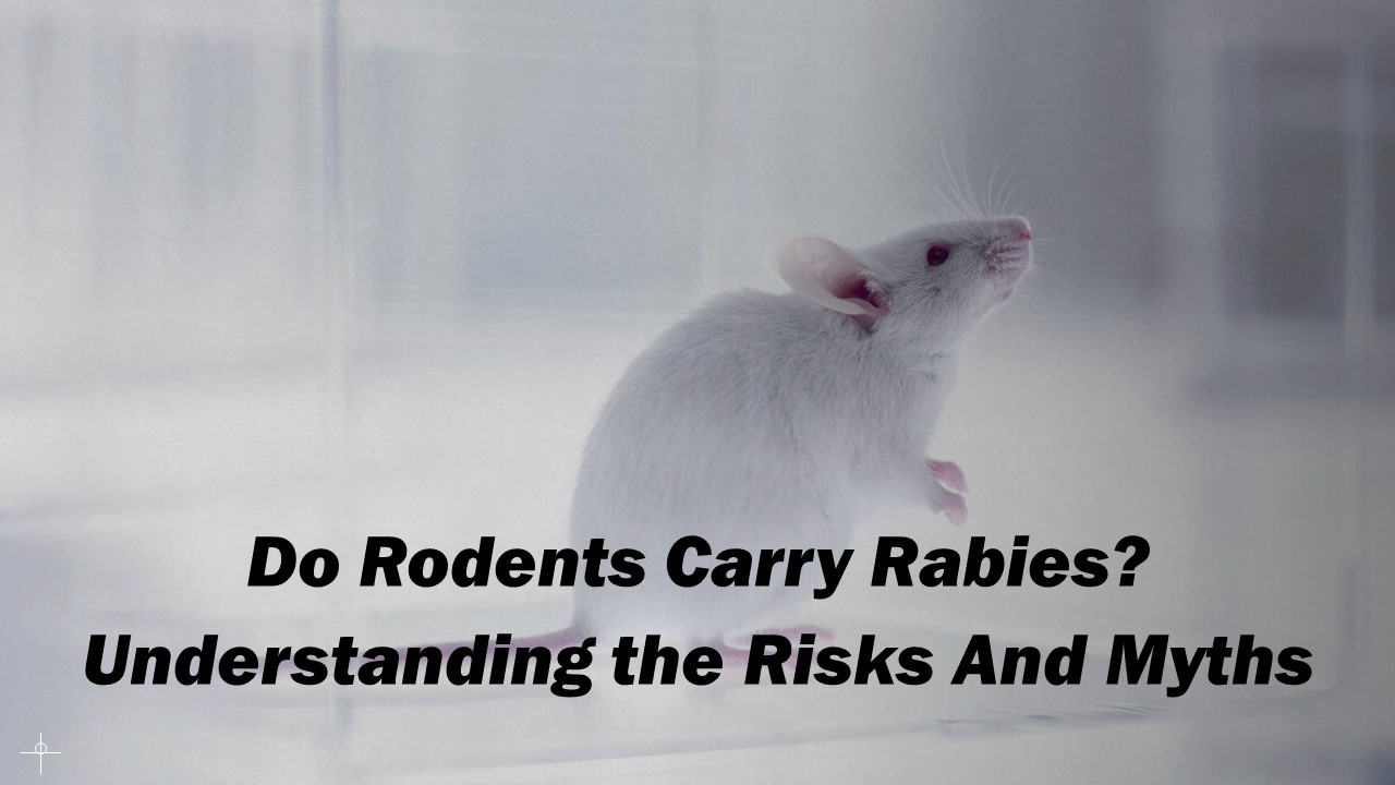 Do Rodents Carry Rabies?