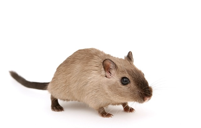 Do Rodent Repellents Really Work?