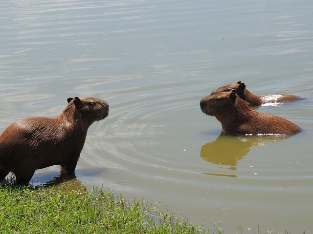 How Long Can Capybaras Hold Their Breath?