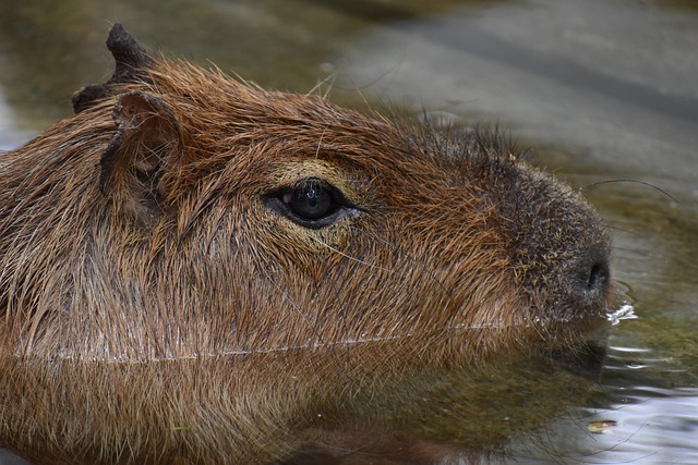 The Fascinating World of Big Rodents