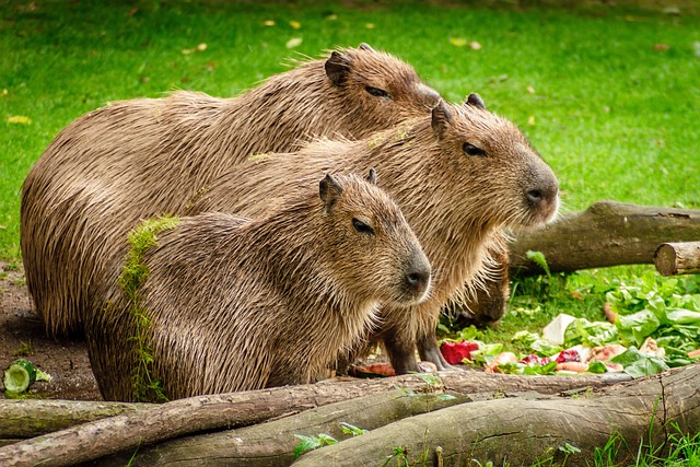 Why Do Capybaras Like Oranges?