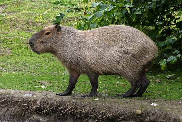 Are Capybaras Endangered?