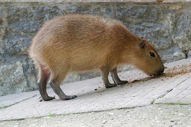 Do Capybaras Eat Their Own Poop?