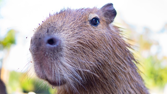 Do Capybaras Smell?