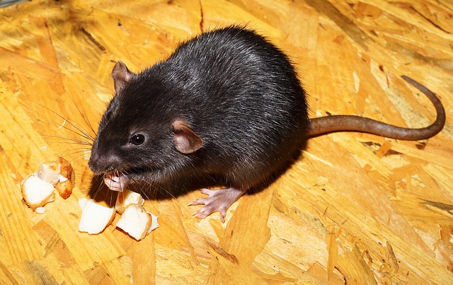 Can Rat Poison Harm Your Pets?