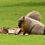 100 Fascinating Capybara Facts