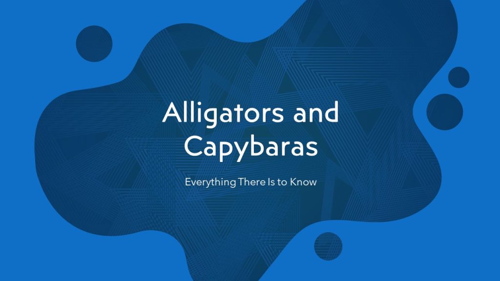 Alligators and Capybaras: Everything There Is to Know - Rodent Animal