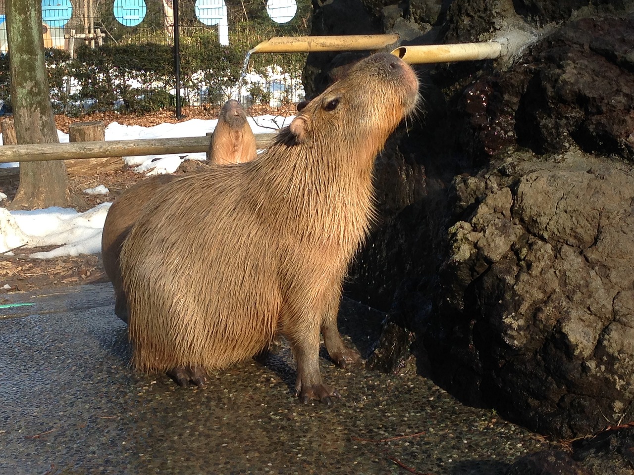 Capybara Origins: Unveiling the Mysteries of South America's Giant Rodent