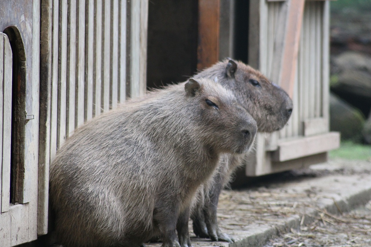 Where Can You Own a Capybara?