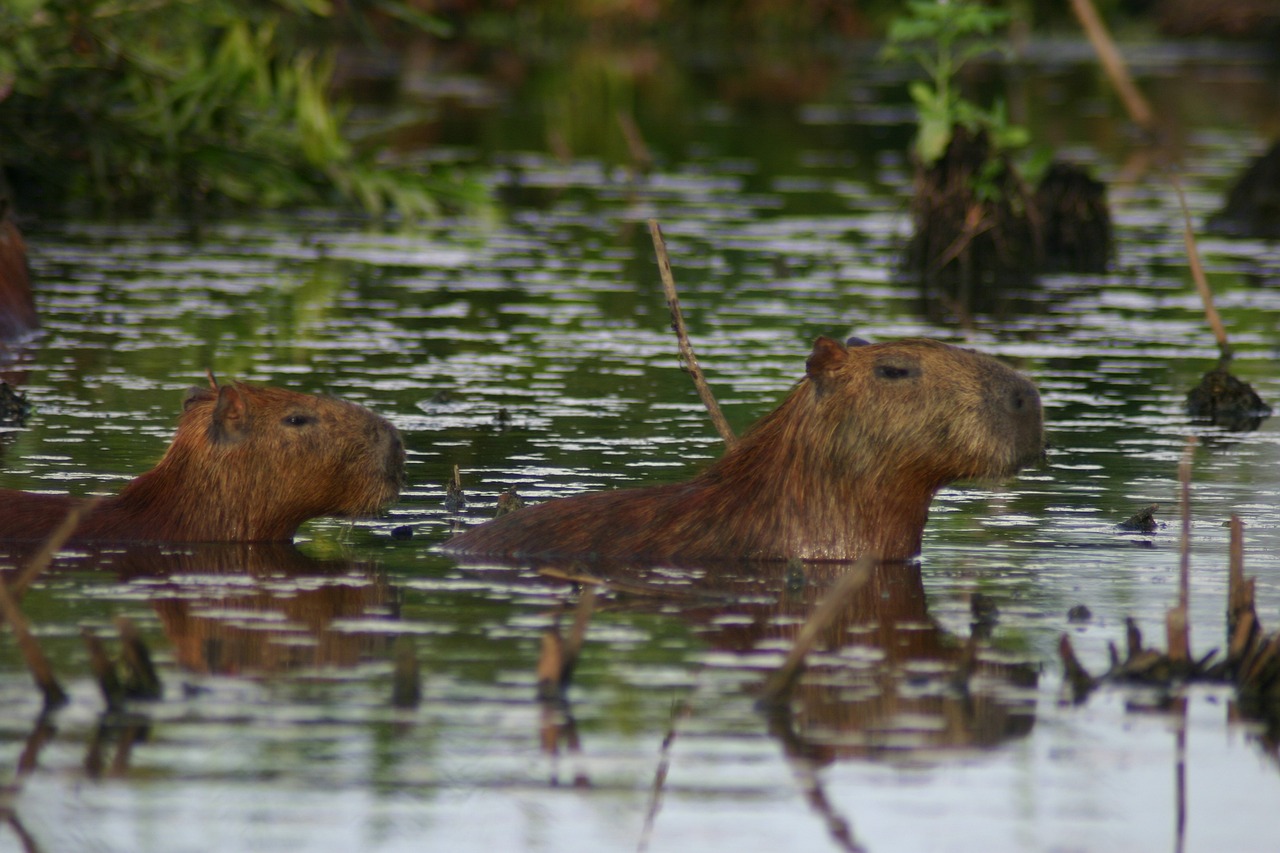 Swimming Capybara: Understanding the Unique Swimming Prowess of Capybaras