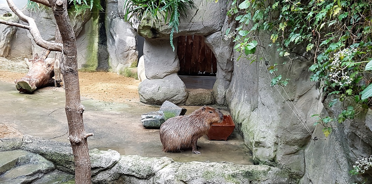 How to Get a Capybara as a Pet: A Complete Guide