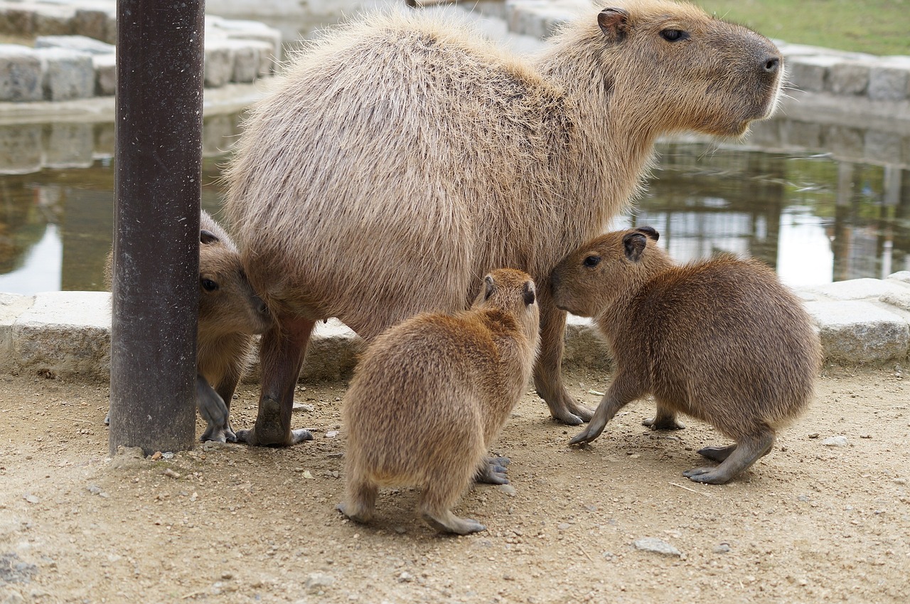 Where Do Capybaras Live? Habitats Unveiled!