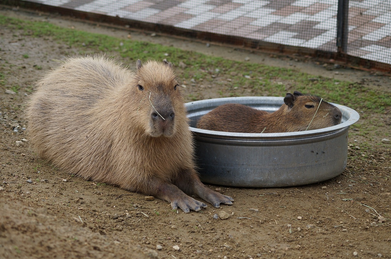 Can I Own a Capybara in California? Understanding the Capybara Ownership Laws