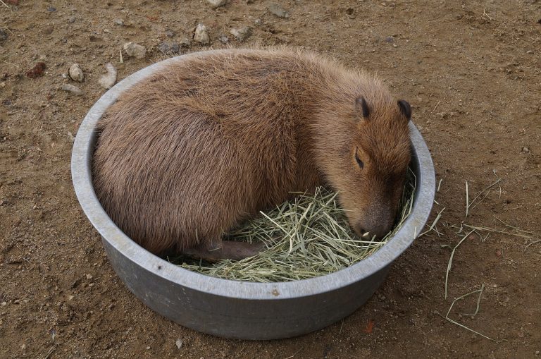 Exploring the Legality of Capybaras in Texas