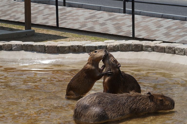 Can Capybaras Be Domesticated?