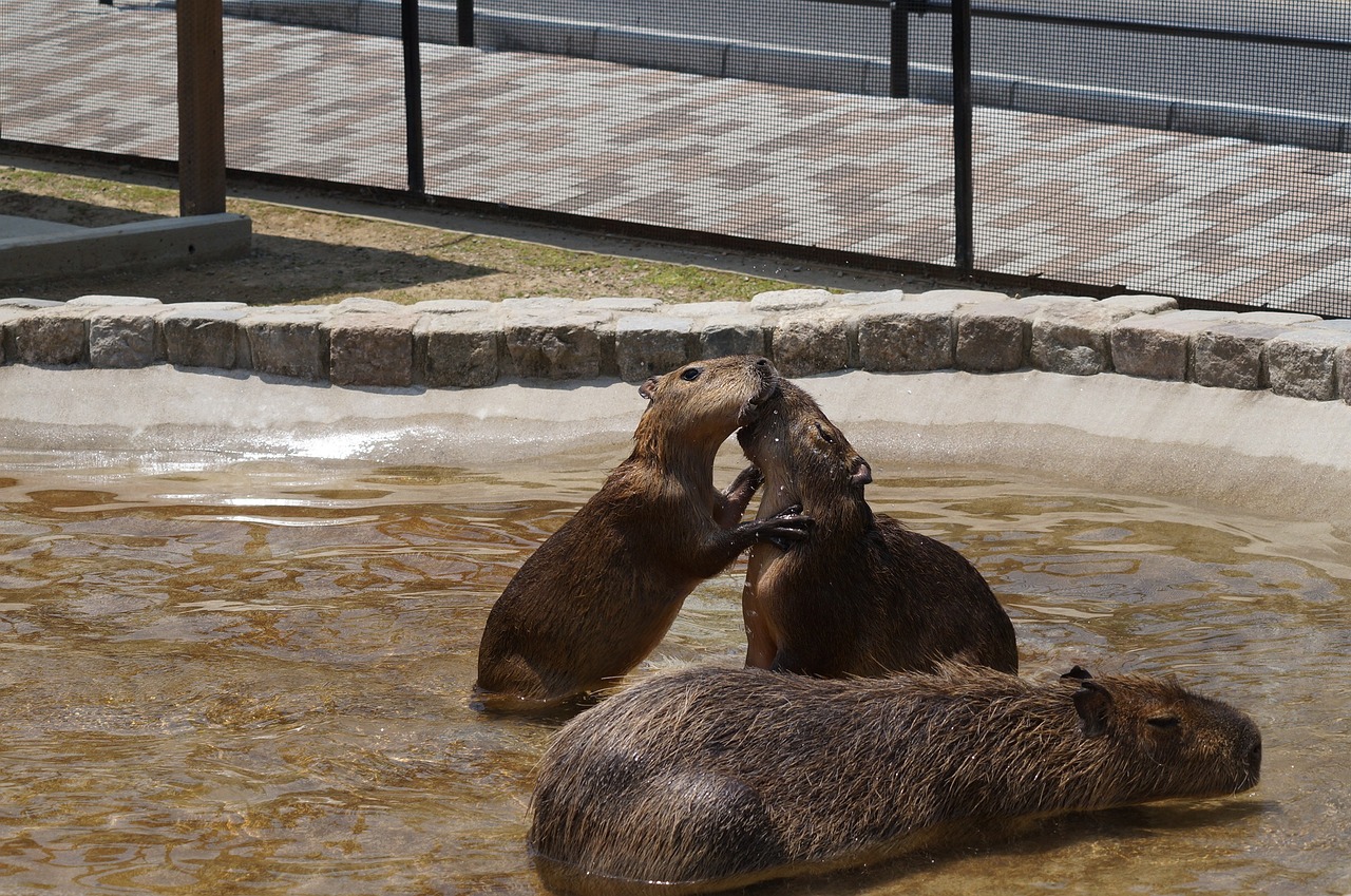 Can Capybaras Be Domesticated?