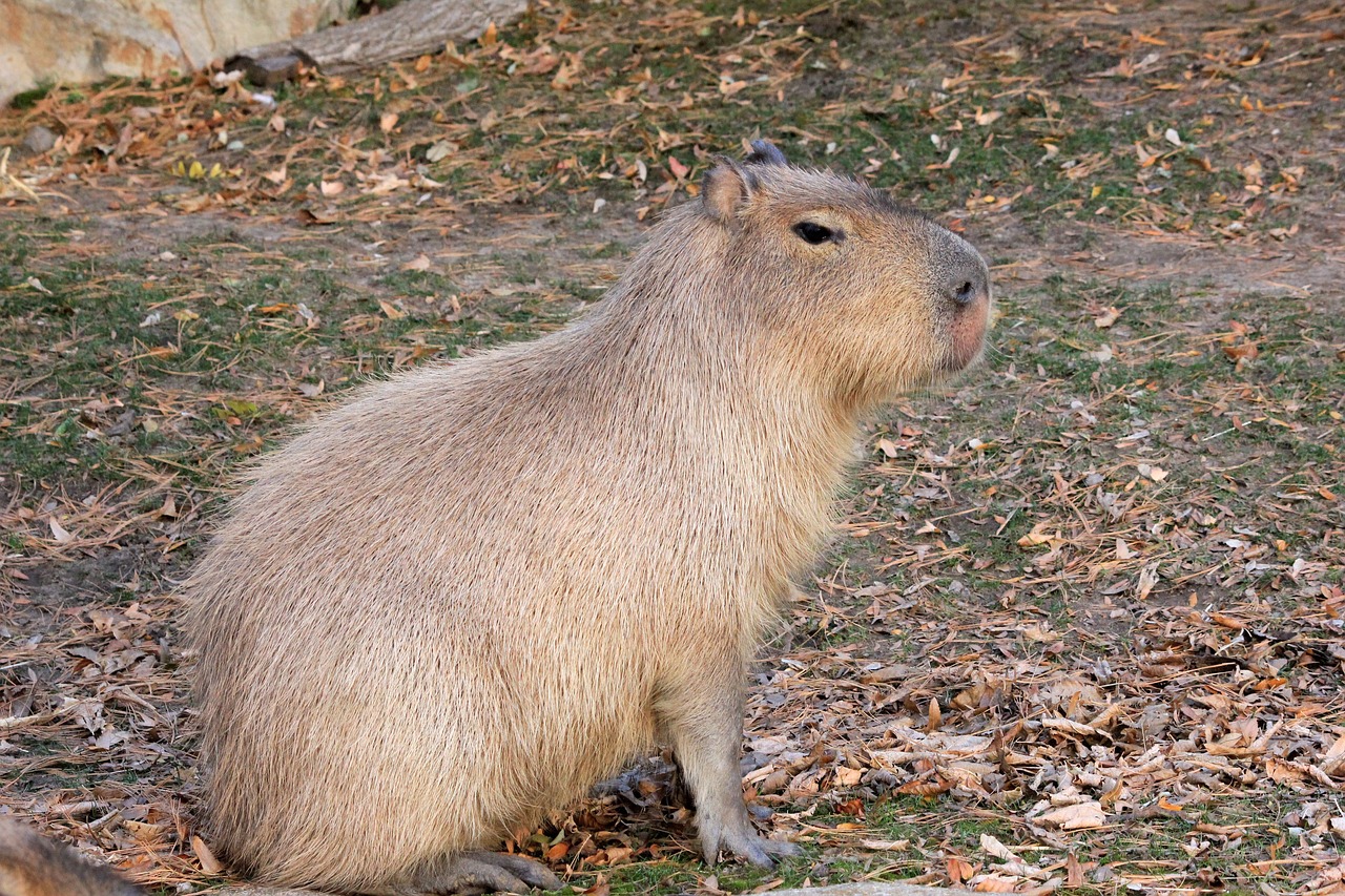 Can You Own a Capybara in North Carolina?