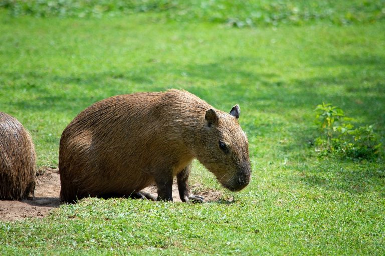 How Much Does It Cost to Buy a Capybara?