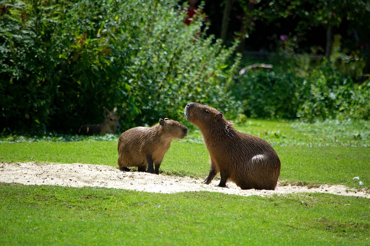 Are Capybaras Smart? Exploring the Intelligence of Earth's Largest Rodents