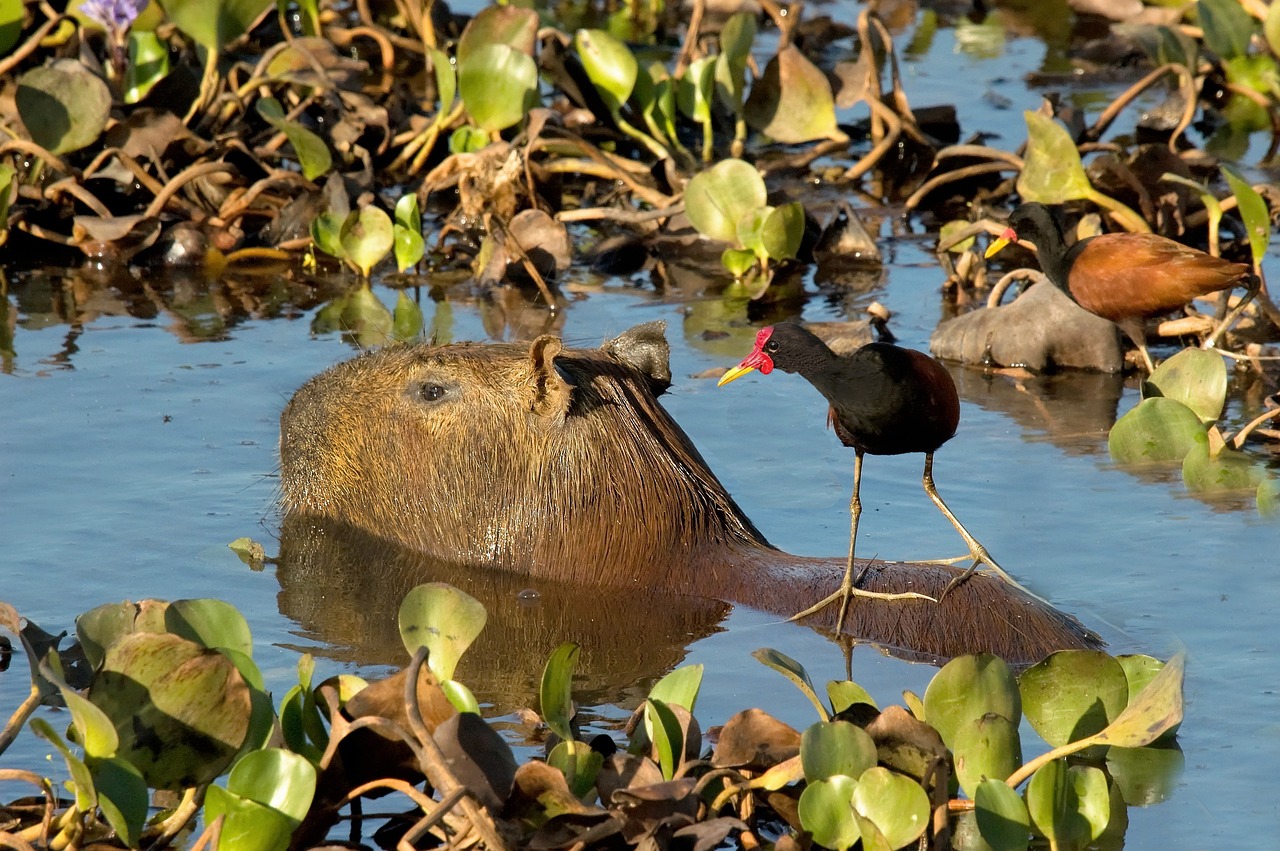 The Intricate Relationship Between Crocodiles and Capybaras