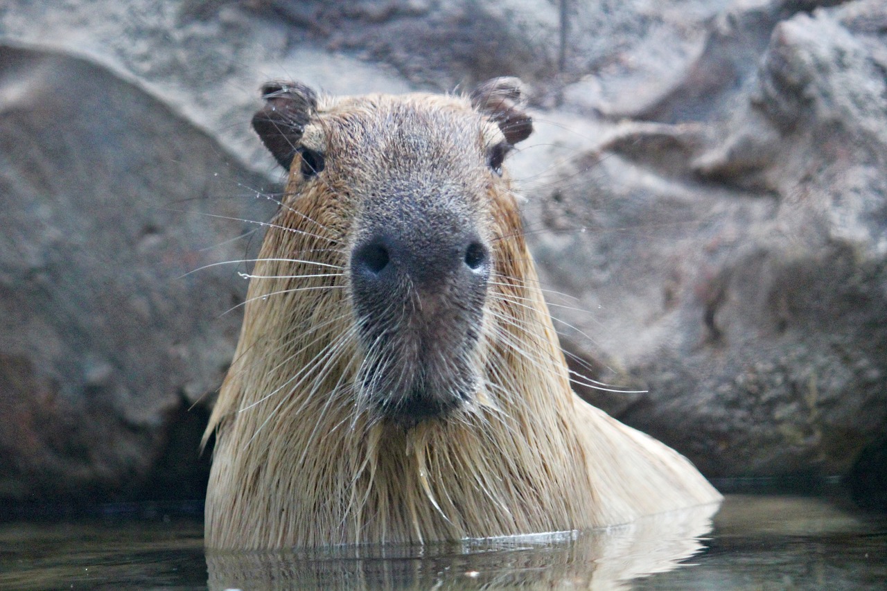 Are Capybaras Aggressive: Unveiling Their Truth Behavior