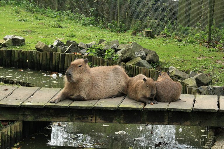 Do Capybaras Eat Meat? Understanding the Diet of Nature's Friendliest Rodent