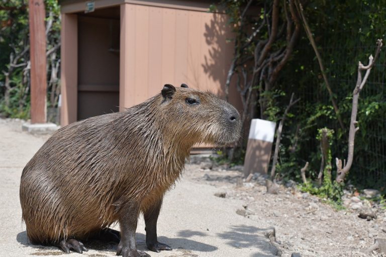 Exploring the Friendliness of Capybaras