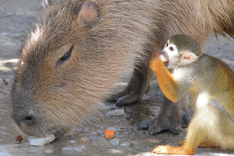 What Fruits Do Capybaras Eat