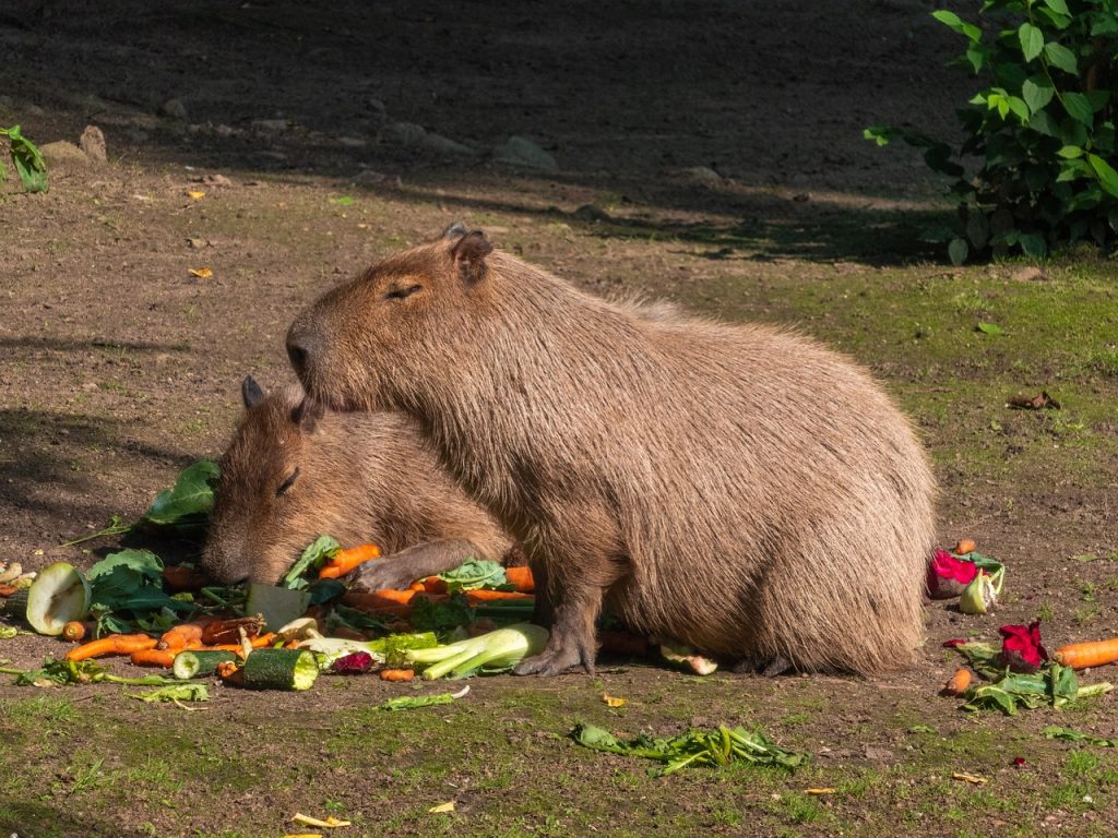 Capybaras Food: A Full Guide to Their Diet and Nutritional Needs ...