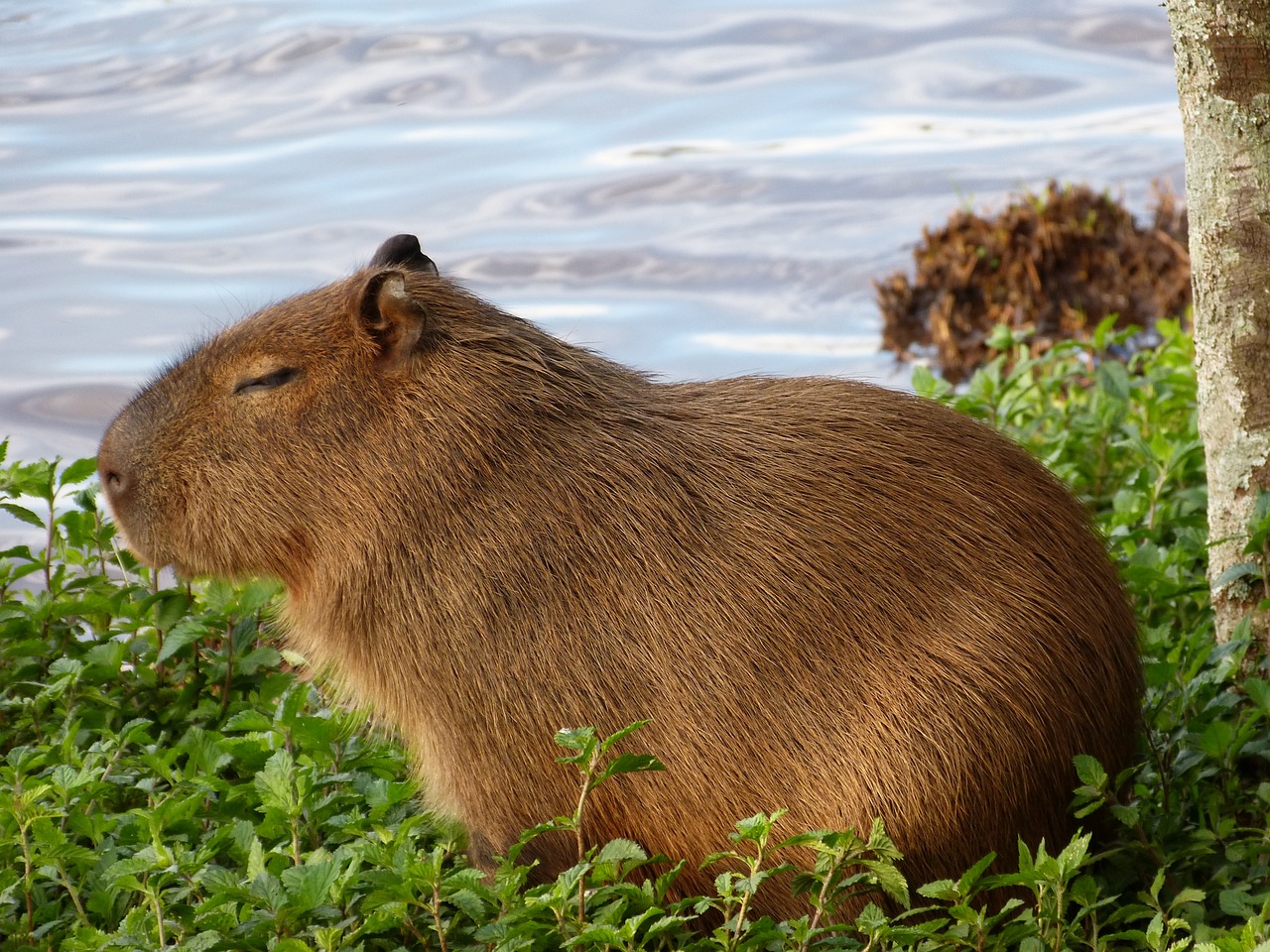 Are Capybaras Hunted?