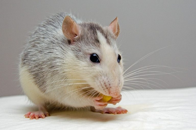 Rat Species Spotlight: Diversity and Traits