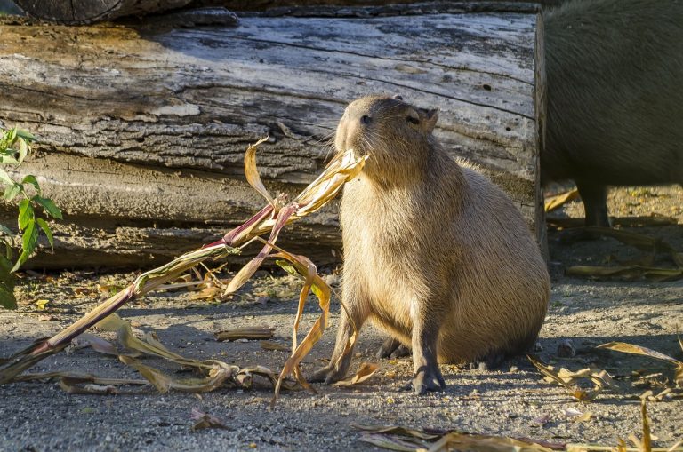 Capybara Care: Are They Really Easy to Take Care Of?