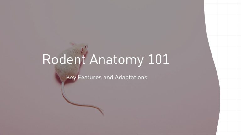 Rodent Anatomy 101: Key Features and Adaptations