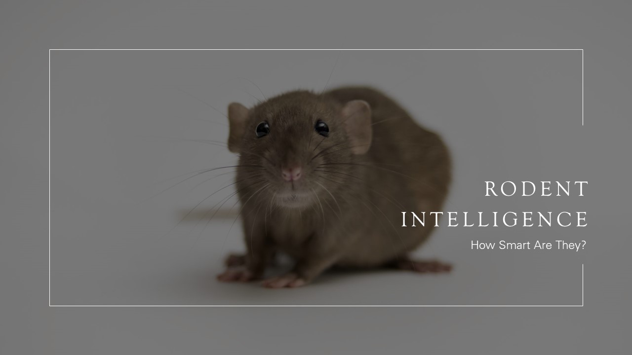 Rodent Intelligence: How Smart Are They?