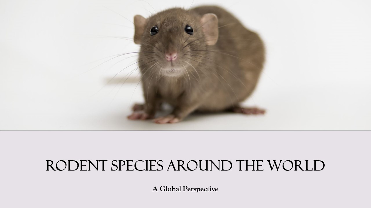 Rodent Species Around the World: A Global Perspective