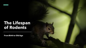 The Lifespan of Rodents: From Birth to Old Age