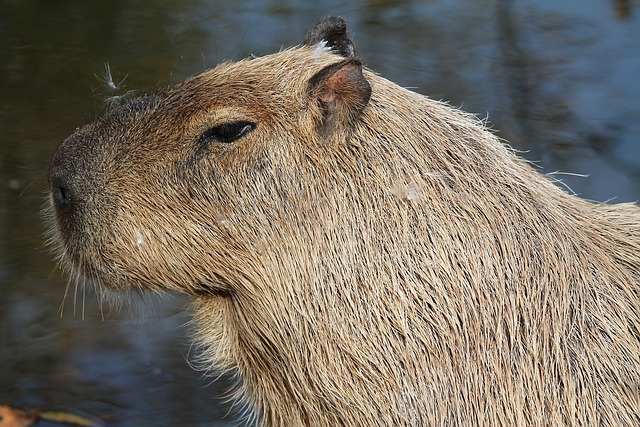 Capybara Products: Ethical and Environmental Implications