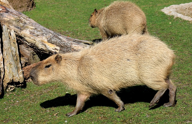 The Coat of the Capybara: Color, Texture, and Adaptations