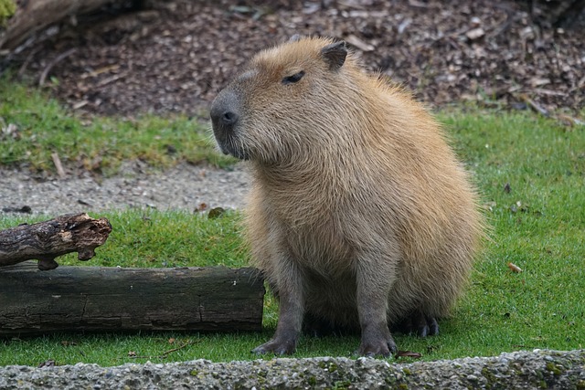 Decoding the Size: Why Capybaras Are So Big