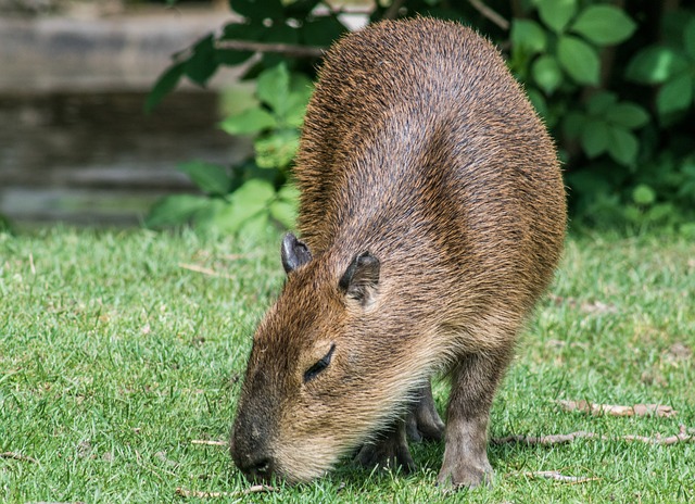 Capybara 101: Basic Facts and Figures