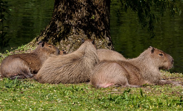 Capybara Population Monitoring and Research