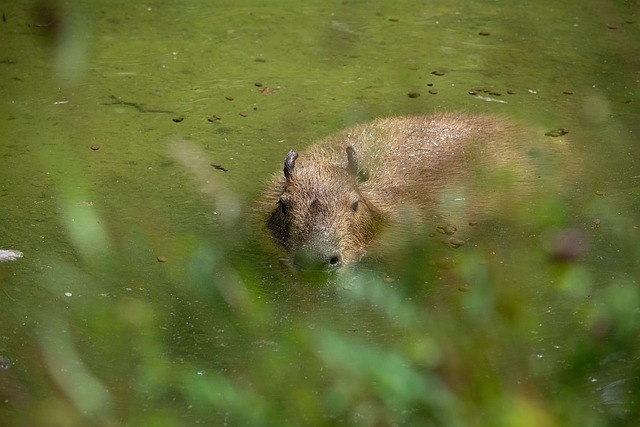 The Anatomy of Swimming: How Capybaras Are Designed for Water