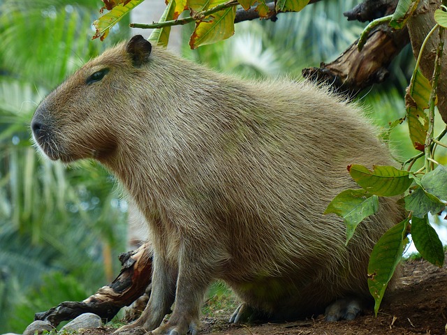 Senses and Sensibilities: How Capybaras Perceive the World