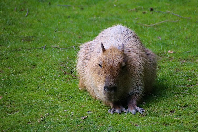 Capybara Paws: Adaptations for Land and Water