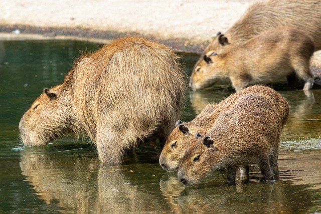 Capybara Growth Stages: From Pups to Adults