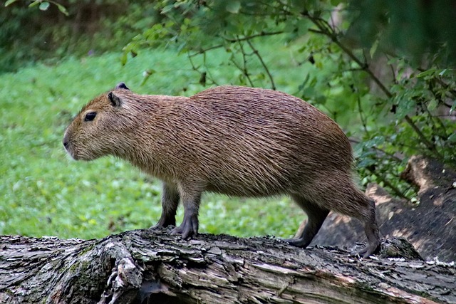 Capybara Ears and Hearing: Tuned to Survival