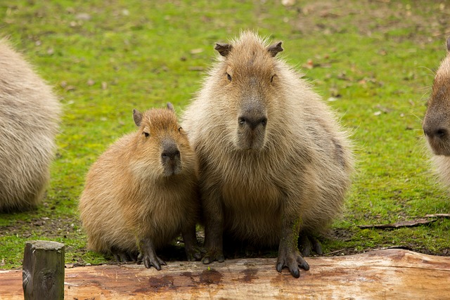 Capybara Parenting Strategies: Caring for the Young