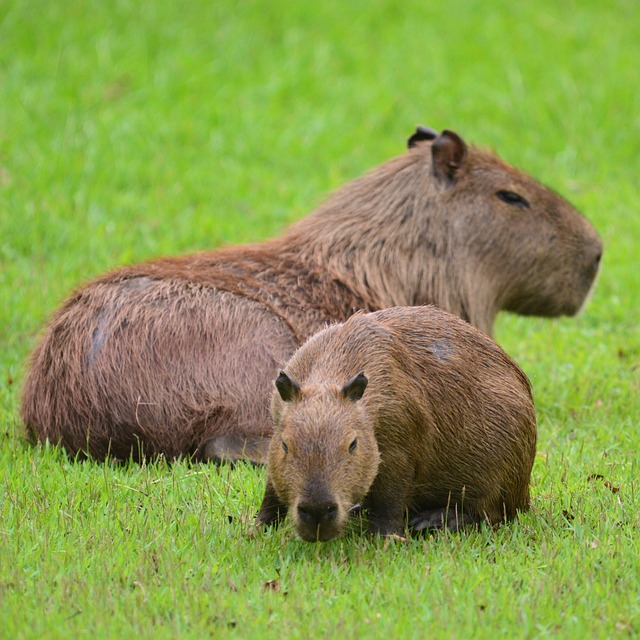 Threats to Capybaras: Illegal Trade and Hunting